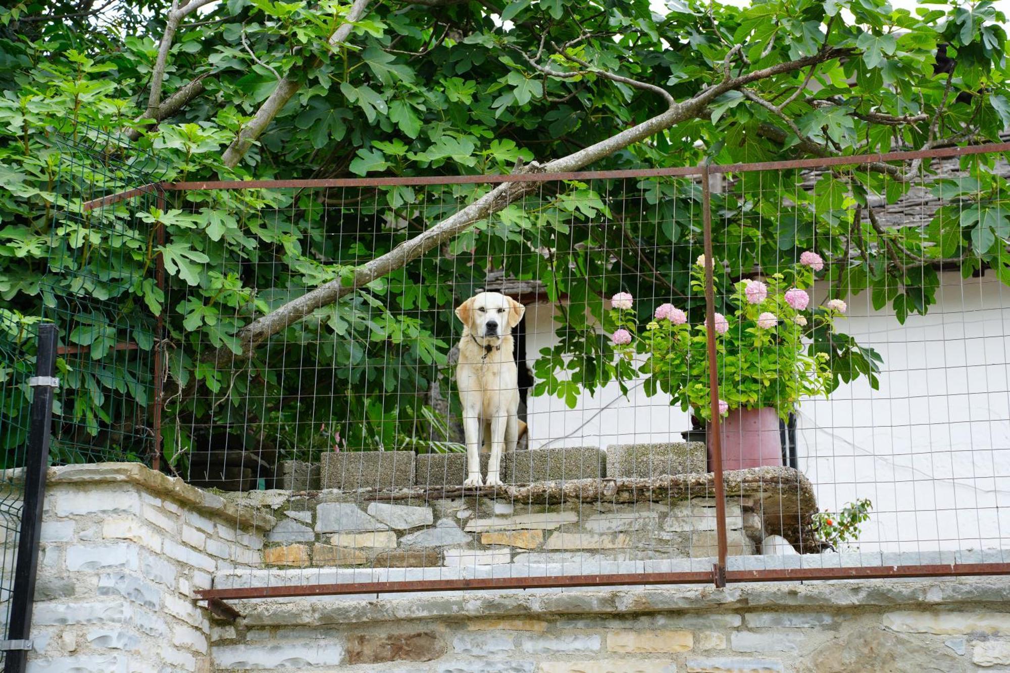 Castlefront Villa Gjirokaster Bagian luar foto